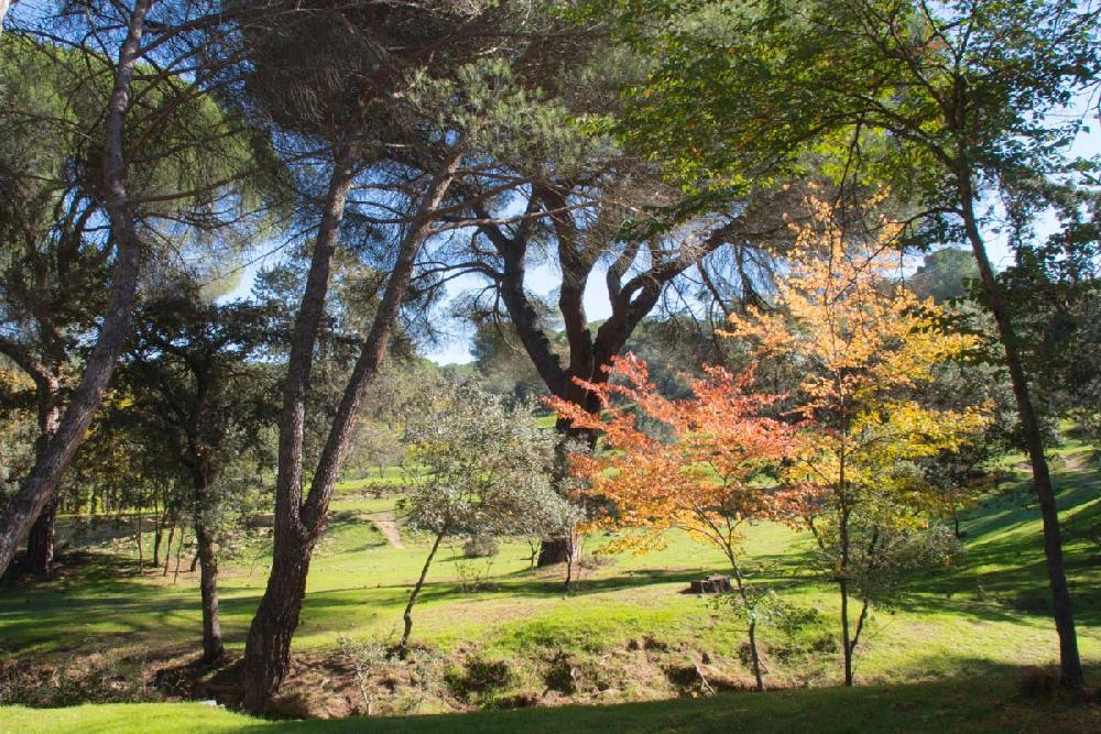 Imagen El Ayuntamiento integra el Patronato del Monte del Pilar en el servicio de Medio Ambiente de Majadahonda
