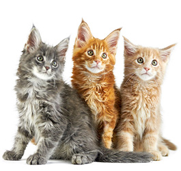 Imagen Protocolo de gestión de colonias felinas