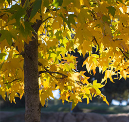 Imagen Bosque urbano