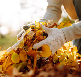 Imagen Recogida de restos vegetales